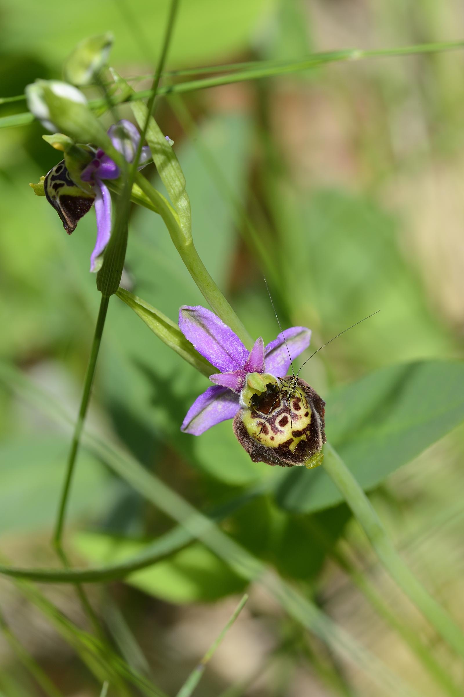 Orchidee da determinare